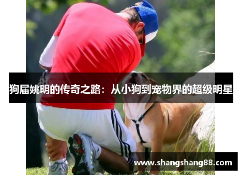 狗届姚明的传奇之路：从小狗到宠物界的超级明星
